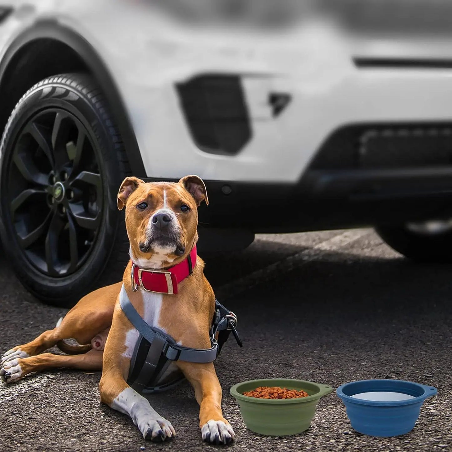 Two Pack 600ml Collapsible Dog Bowls No Rim Portable Travel